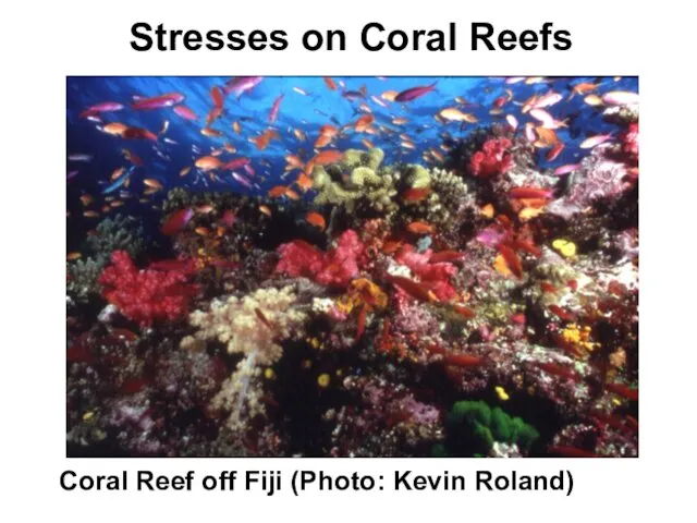 Coral Reef off Fiji (Photo: Kevin Roland) Stresses on Coral Reefs