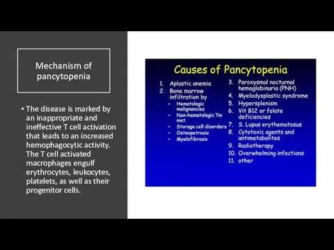 Mechanism of pancytopenia The disease is marked by an inappropriate