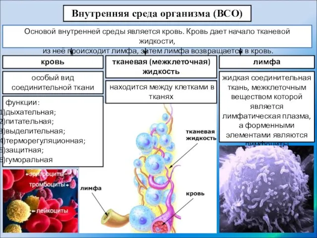 Внутренняя среда организма (ВСО) тканевая (межклеточная) жидкость лимфа кровь находится