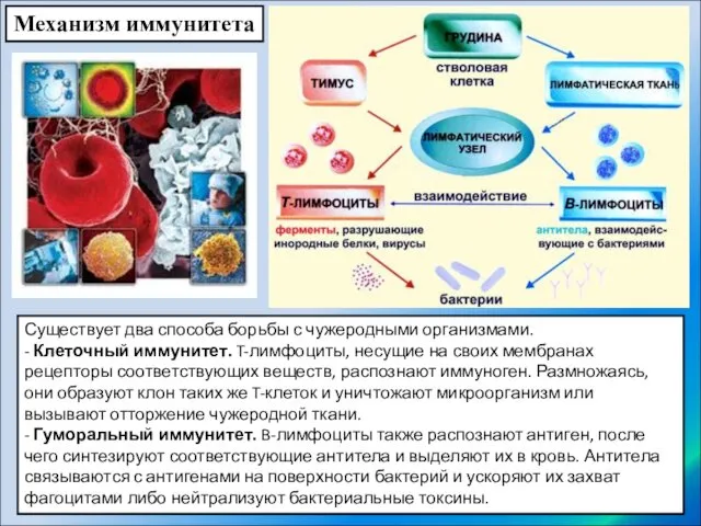 Механизм иммунитета Существует два способа борьбы с чужеродными организмами. -