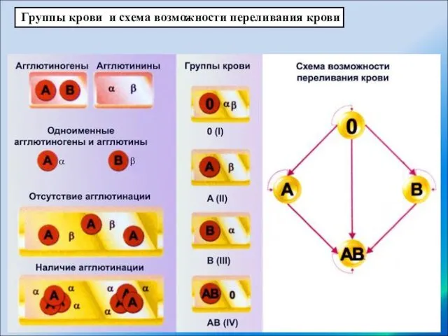 Группы крови и схема возможности переливания крови