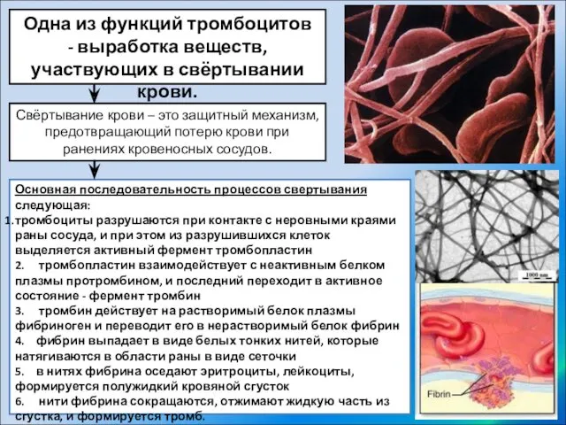 Свёртывание крови – это защитный механизм, предотвращающий потерю крови при