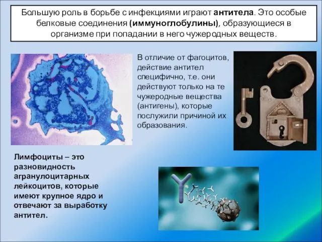 Лимфоциты – это разновидность агранулоцитарных лейкоцитов, которые имеют крупное ядро