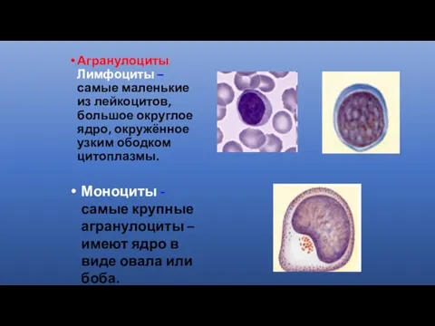 Агранулоциты Лимфоциты – самые маленькие из лейкоцитов, большое округлое ядро, окружённое узким ободком