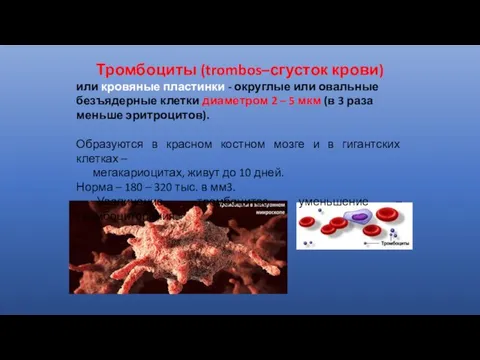 Тромбоциты (trombos–сгусток крови) или кровяные пластинки - округлые или овальные безъядерные клетки диаметром