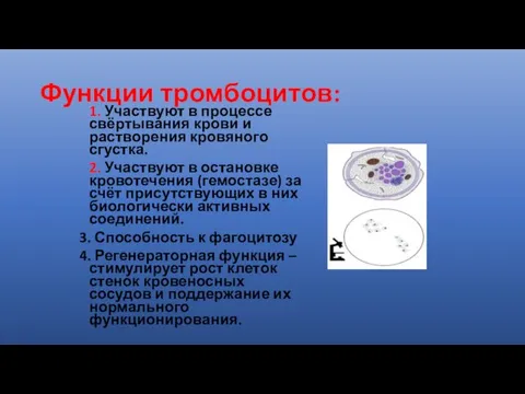 Функции тромбоцитов: 1. Участвуют в процессе свёртывания крови и растворения кровяного сгустка. 2.