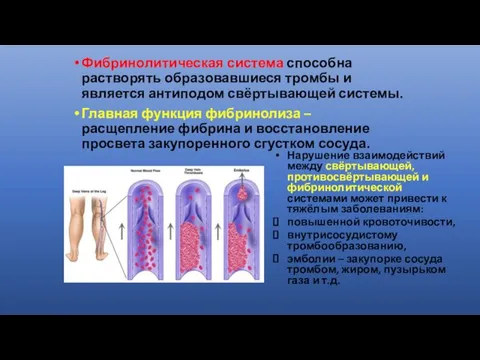 Фибринолитическая система способна растворять образовавшиеся тромбы и является антиподом свёртывающей системы. Главная функция