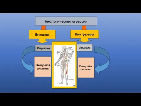Иммунная система Инфекция Опухоль Иммунная система Внешняя Внутренняя Биологическая агрессия