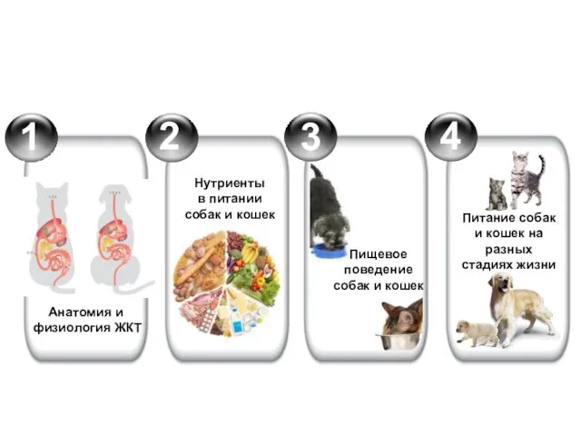 Нутриенты в питании собак и кошек Пищевое поведение собак и