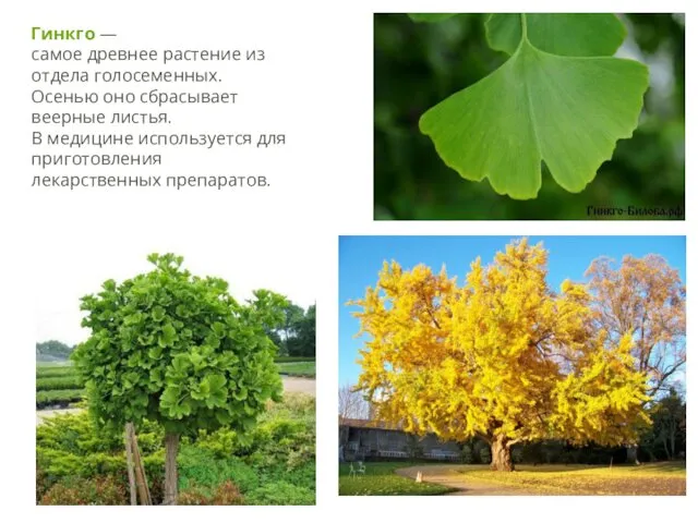 Гинкго — самое древнее растение из отдела голосеменных. Осенью оно