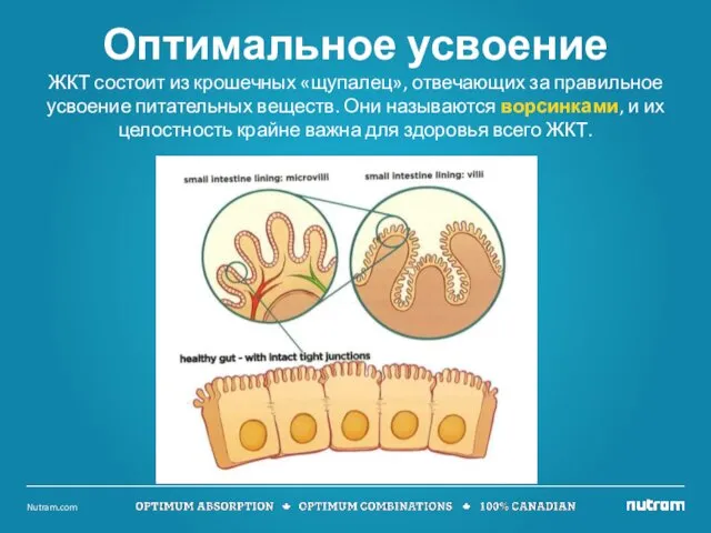 ЖКТ состоит из крошечных «щупалец», отвечающих за правильное усвоение питательных