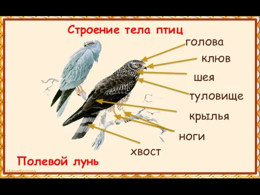 туловище клюв шея голова хвост Строение тела птиц Полевой лунь крылья ноги