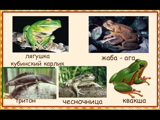 лягушка кубинский карлик жаба - ага тритон чесночница квакша