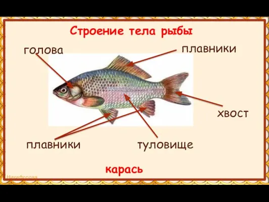 туловище плавники хвост Строение тела рыбы карась голова плавники