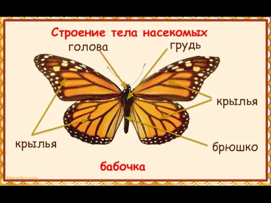 грудь крылья брюшко Строение тела насекомых бабочка голова крылья