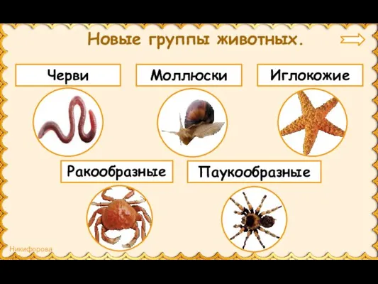 Новые группы животных. Черви Моллюски Иглокожие Паукообразные Ракообразные