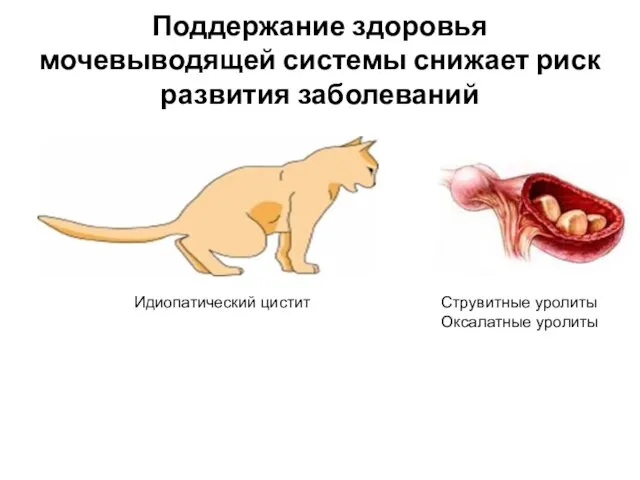 Поддержание здоровья мочевыводящей системы снижает риск развития заболеваний Струвитные уролиты Оксалатные уролиты Идиопатический цистит