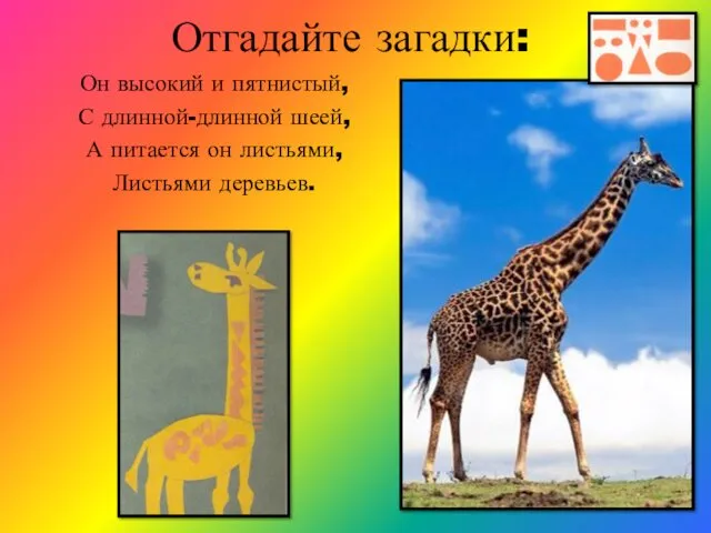 Отгадайте загадки: Он высокий и пятнистый, С длинной-длинной шеей, А питается он листьями, Листьями деревьев.