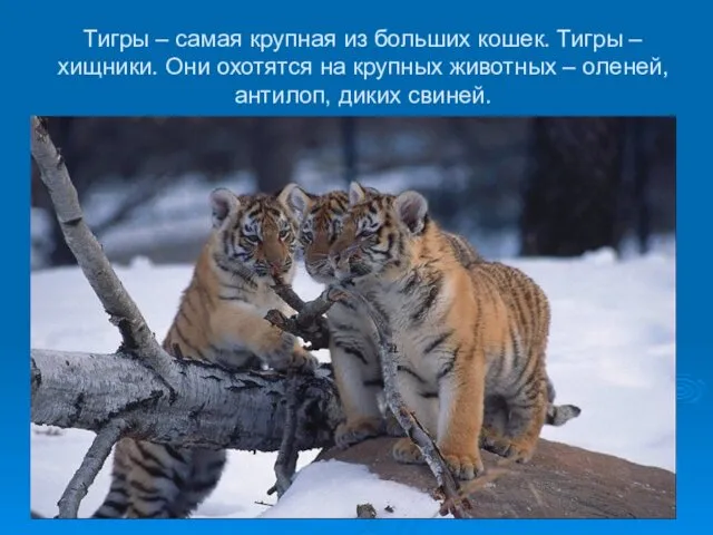 Тигры – самая крупная из больших кошек. Тигры – хищники.