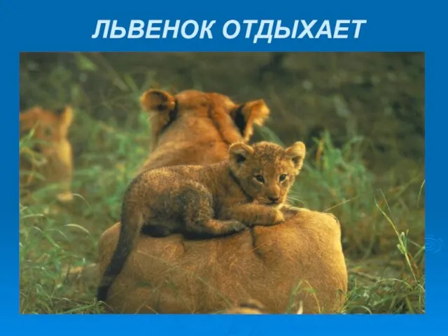 ЛЬВЕНОК ОТДЫХАЕТ