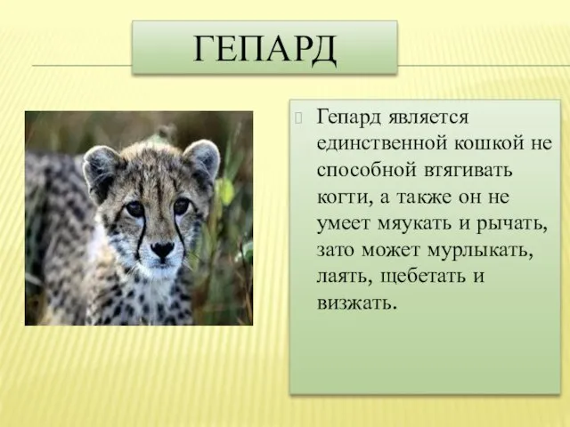 ГЕПАРД Гепард является единственной кошкой не способной втягивать когти, а