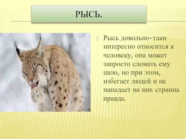 РЫСЬ. Рысь довольно-таки интересно относится к человеку, она может запросто