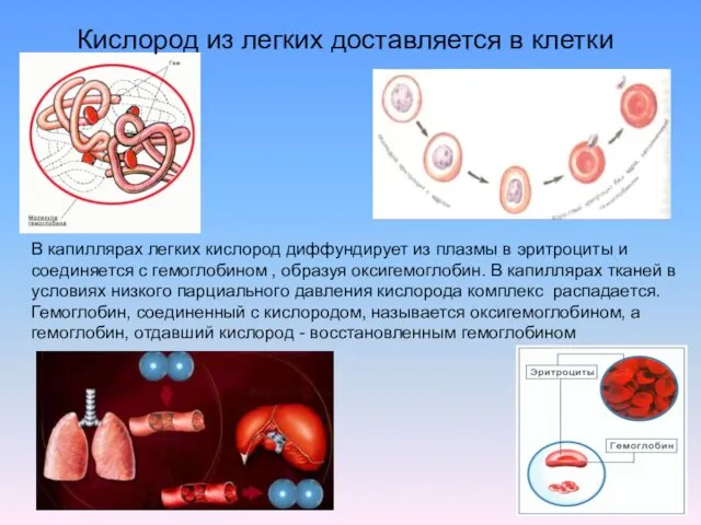 Кислород из легких доставляется в клетки В капиллярах легких кислород