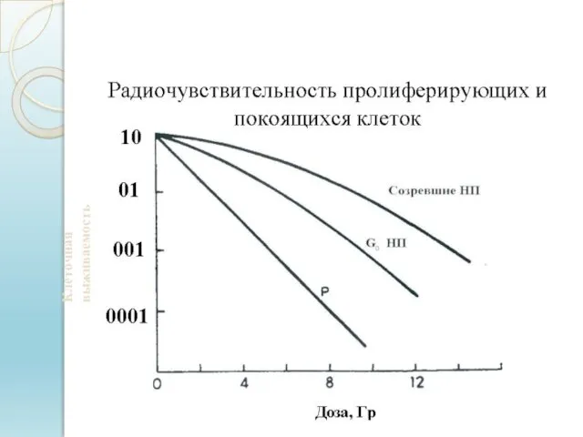 Клеточная выживаемость