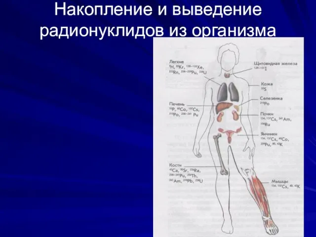 Накопление и выведение радионуклидов из организма