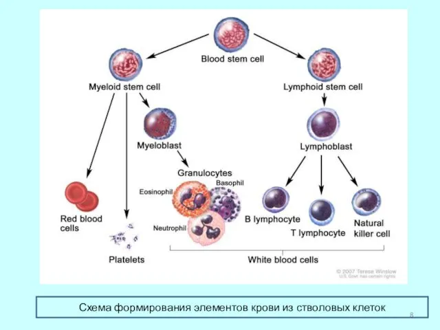 Схема формирования элементов крови из стволовых клеток