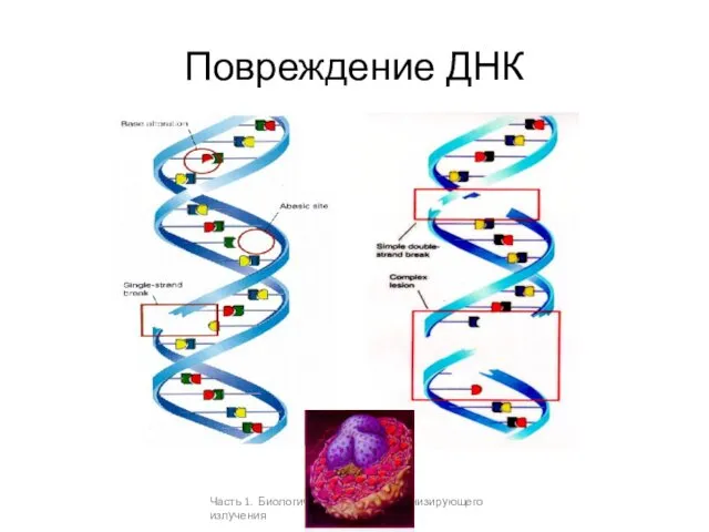 Повреждение ДНК Часть 1. Биологические эффекты ионизирующего излучения
