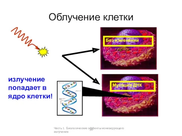 излучение попадает в ядро клетки! Без изменений Мутация ДНК Облучение клетки Часть 1.