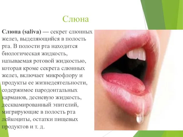 Слюна Слюна (saliva) — секрет слюнных желез, выделяющийся в полость