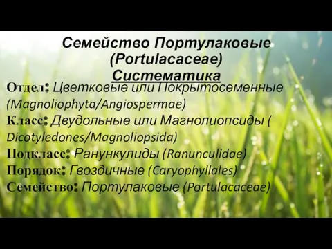 Семейство Портулаковые(Portulacaceae) Систематика Отдел: Цветковые или Покрытосеменные (Magnoliophyta/Angiospermae) Класс: Двудольные