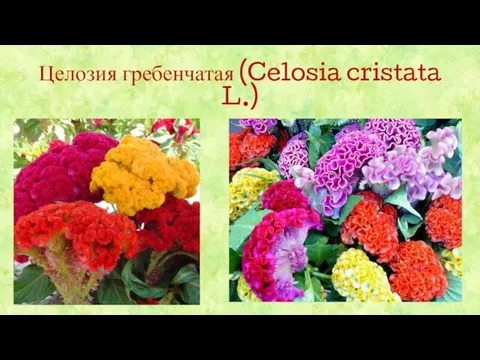 Целозия гребенчатая (Celosia cristata L.)