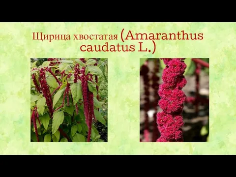 Щирица хвостатая (Amaranthus caudatus L.)
