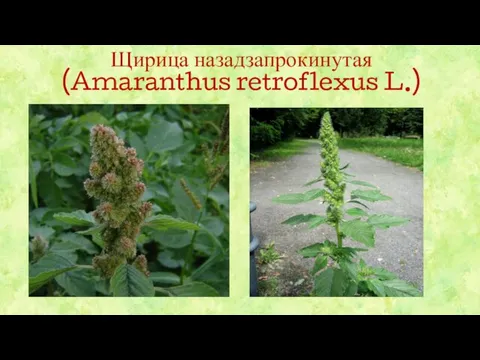 Щирица назадзапрокинутая (Amaranthus retroflexus L.)