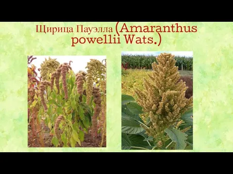 Щирица Пауэлла (Amaranthus powellii Wats.)