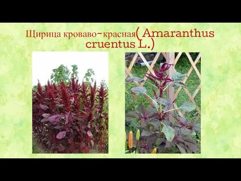 Щирица кроваво-красная( Amaranthus cruentus L.)