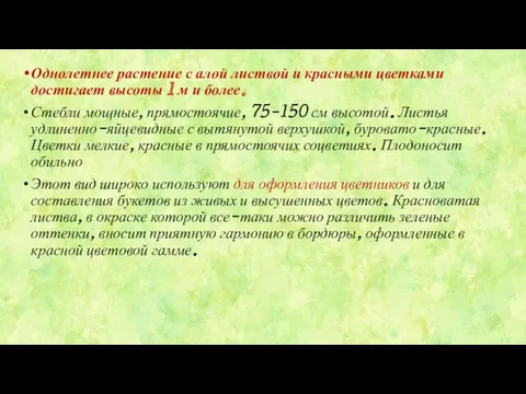 Однолетнее растение с алой листвой и красными цветками достигает высоты