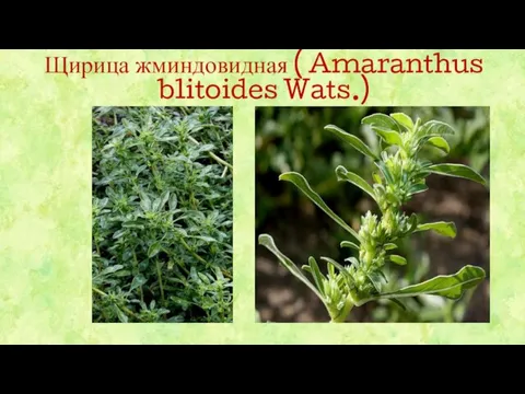 Щирица жминдовидная ( Amaranthus blitoides Wats.)