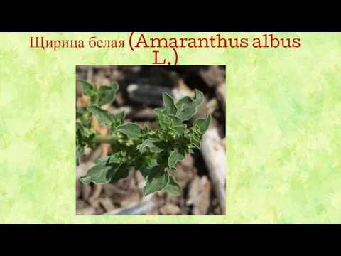 Щирица белая (Amaranthus albus L.)