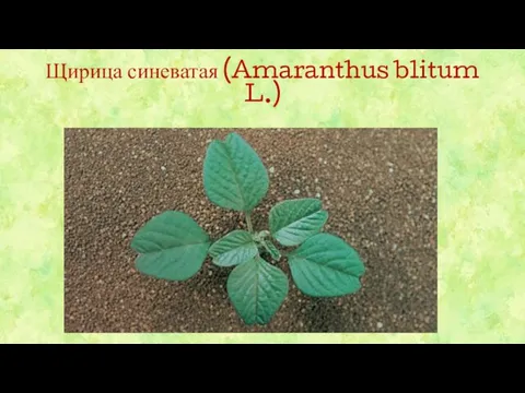 Щирица синеватая (Amaranthus blitum L.)