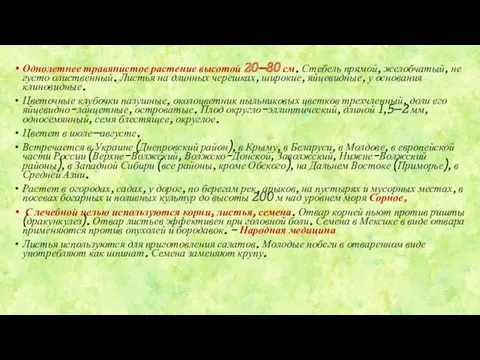 Однолетнее травянистое растение высотой 20—80 см. Стебель прямой, желобчатый, не