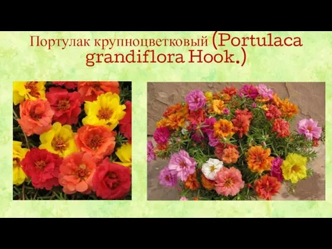 Портулак крупноцветковый (Portulaca grandiflora Hook.)