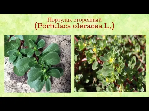 Портулак огородный (Portulaca oleracea L.)