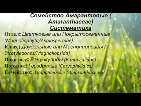 Семейство Амарантовые ( Amaranthaceae) Систематика Отдел: Цветковые или Покрытосеменные (Magnoliophyta/Angiospermae)