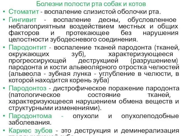 Болезни полости рта собак и котов Стоматит - воспаление слизистой