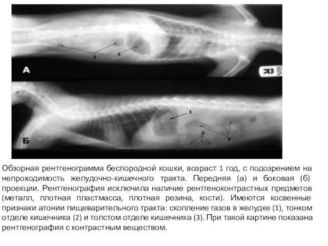Обзорная рентгенограмма беспородной кошки, возраст 1 год, с подозрением на