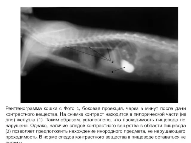 Рентгенограмма кошки с Фото 1, боковая проекция, через 5 минут